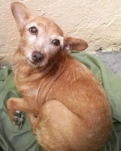 Cachorro ra a SRD idade 2 a 6 meses nome FIA