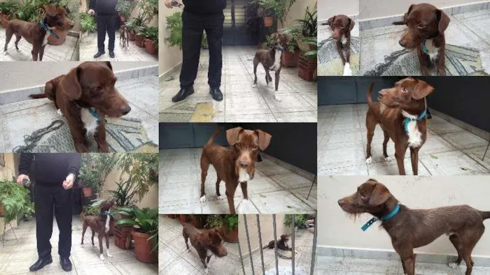 Cachorro ra a SRD idade 3 anos nome BELO
