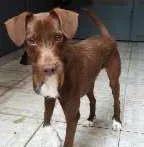 Cachorro ra a SRD idade 3 anos nome BELO
