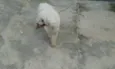rob