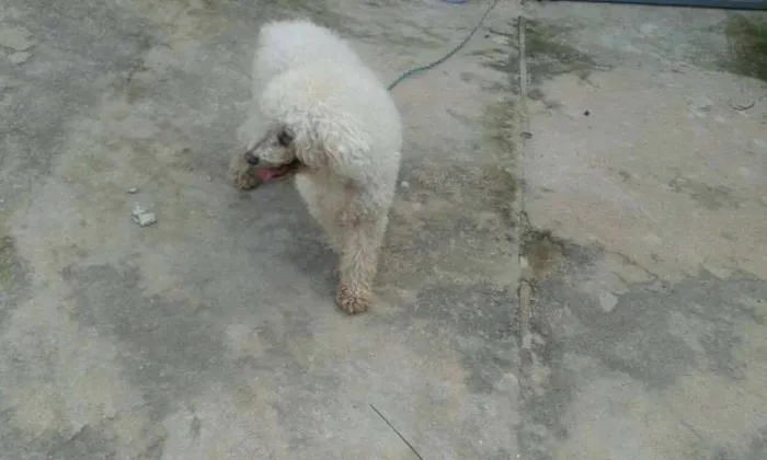 Cachorro ra a Poodle idade 1 ano nome rob