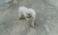 rob