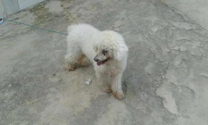 Cachorro ra a Poodle idade 1 ano nome rob