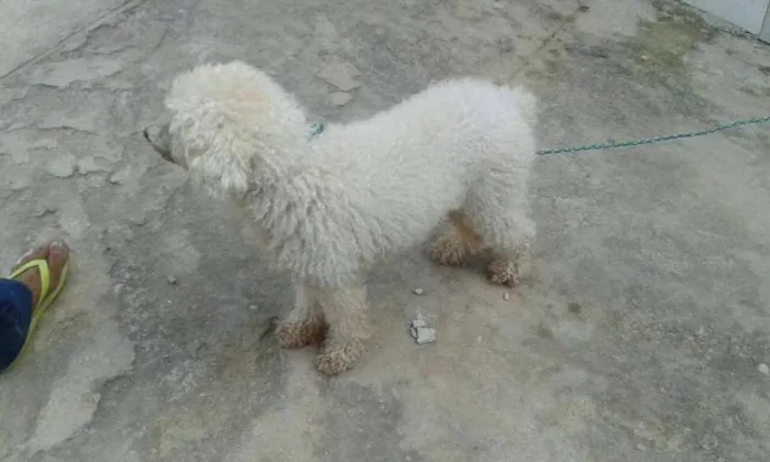 Cachorro ra a Poodle idade 1 ano nome rob