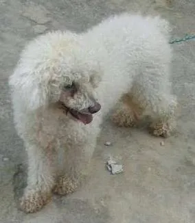 Cachorro raça Poodle idade 1 ano nome rob