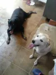Negão e Wendy