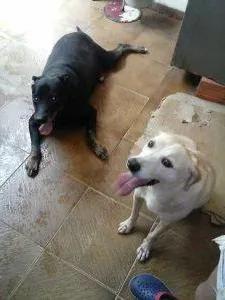 Cachorro ra a  idade 4 anos nome Negão e Wendy