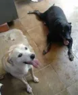 Negão e Wendy