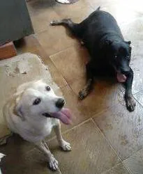 Cachorro raça  idade 4 anos nome Negão e Wendy