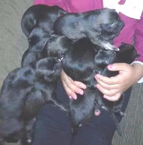 Cachorro raça vira latas idade Abaixo de 2 meses nome filhotes