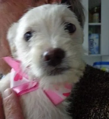 Cachorro ra a mix poodle idade 2 a 6 meses nome Branca