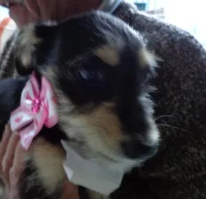 Cachorro raça mix poodle idade  nome Esmeralda