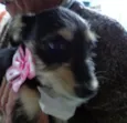 Esmeralda