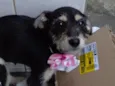 Esmeralda