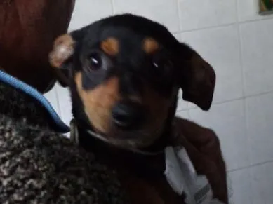 Cachorro ra a srd idade 2 a 6 meses nome Bingo