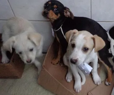 Cachorro ra a srd idade 2 a 6 meses nome Bingo