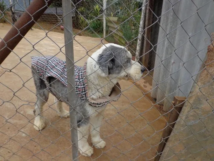 Cachorro ra a Sheepdog idade 2 anos nome Marley