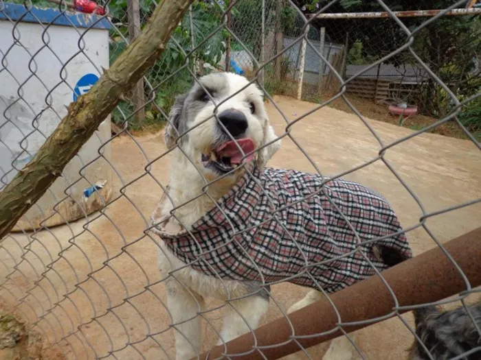 Cachorro ra a Sheepdog idade 2 anos nome Marley