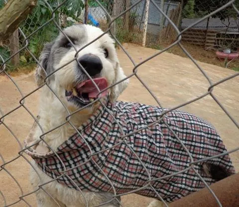 Cachorro ra a Sheepdog idade 2 anos nome Marley