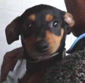 Cachorro raça srd idade 2 a 6 meses nome Bingo