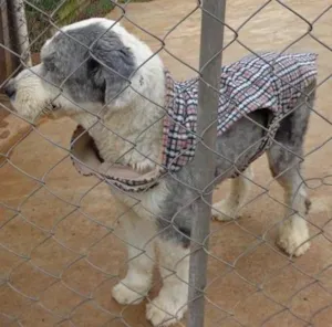 Cachorro raça Sheepdog idade 2 anos nome Marley