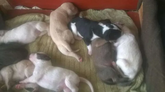 Cachorro ra a sem raça idade 2 a 6 meses nome Lindos filhotes