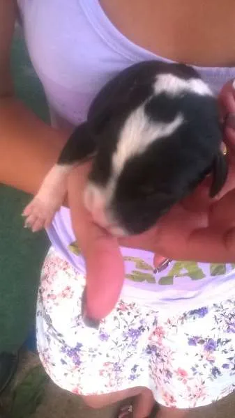 Cachorro ra a sem raça idade 2 a 6 meses nome Lindos filhotes