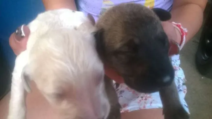 Cachorro ra a sem raça idade 2 a 6 meses nome Lindos filhotes