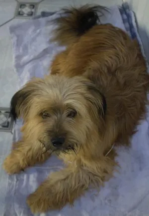 Cachorro raça Não sei dizer idade  nome Não sei