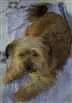 Cachorro raça Não sei dizer idade  nome Não sei