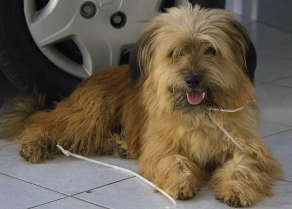 Cachorro ra a Não sei dizer idade  nome Não sei