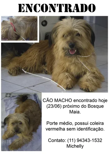 Cachorro ra a Não sei dizer idade  nome Não sei