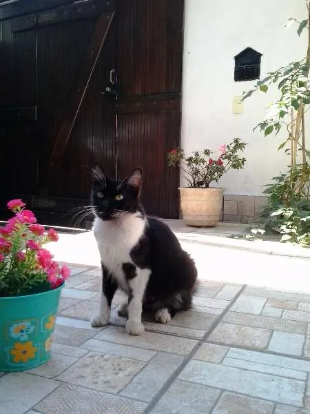 Gato ra a mestiços idade Abaixo de 2 meses nome floquinhos