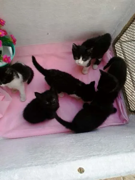Gato ra a mestiços idade Abaixo de 2 meses nome floquinhos
