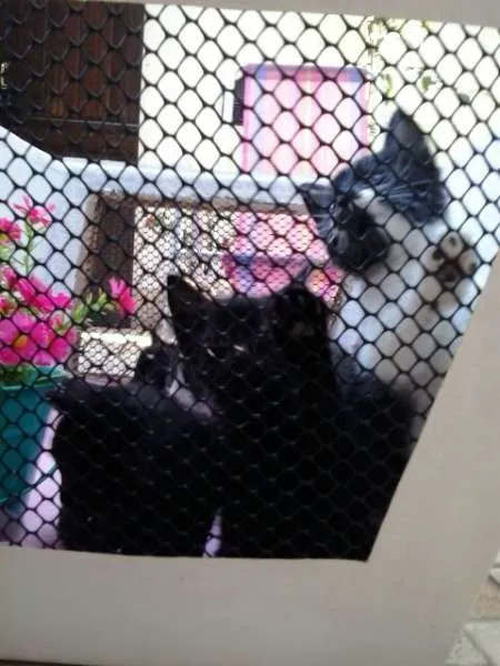 Gato ra a mestiços idade Abaixo de 2 meses nome floquinhos