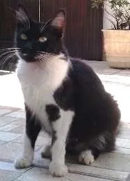 Gato raça mestiços idade Abaixo de 2 meses nome floquinhos