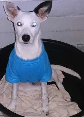 Cachorro raça SRD idade 7 a 11 meses nome ALGODÃO