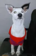 ALGODÃO