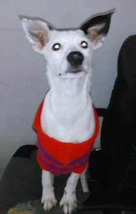 Cachorro ra a SRD idade 7 a 11 meses nome ALGODÃO