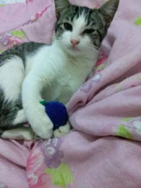 Gato ra a SRD idade 2 a 6 meses nome Amora