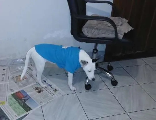 Cachorro ra a SRD idade 7 a 11 meses nome ALGODÃO