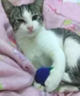 Amora