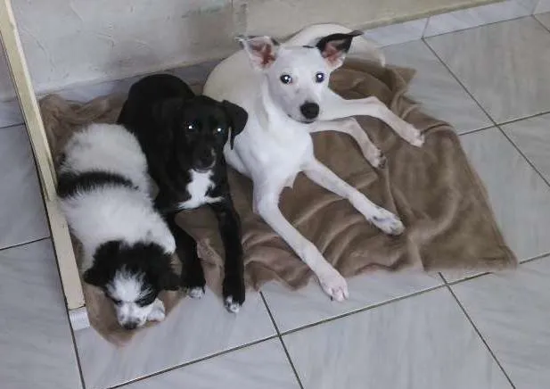 Cachorro ra a SRD idade 7 a 11 meses nome ALGODÃO