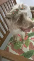 LAILA