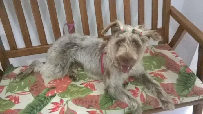 Cachorro ra a SRD idade 1 ano nome LAILA