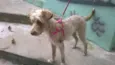 LAILA