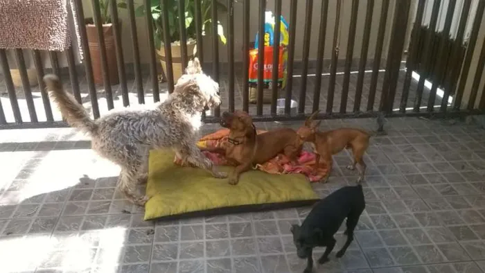 Cachorro ra a SRD idade 1 ano nome LAILA