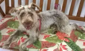 Cachorro raça SRD idade 1 ano nome LAILA