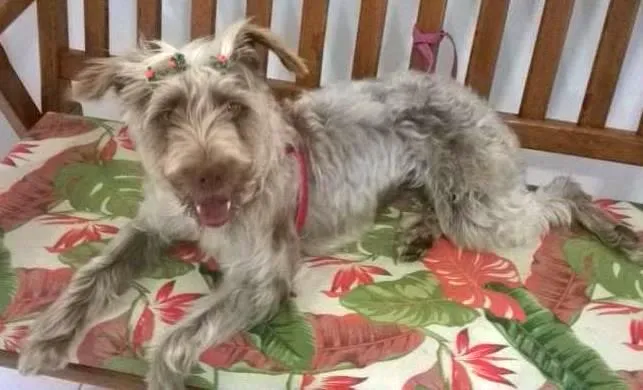 Cachorro ra a SRD idade 1 ano nome LAILA