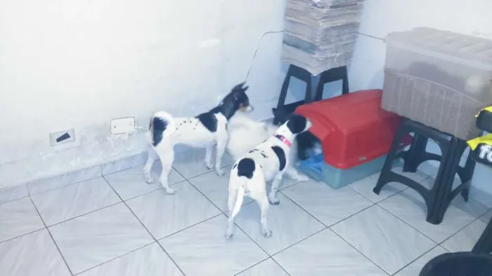 Cachorro ra a SRD idade 2 anos nome CACAU E LUA